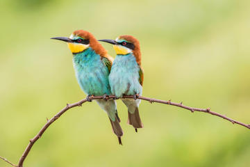 Common bee-eater (Merops apiaster) photographed in the province of Ruse, Bulgaria (© Shutterstock)