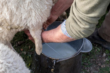Milking (© miquelito/Shutterstock)