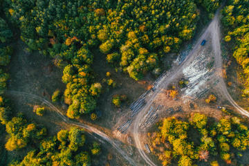 Lavori forestali in Romania (foto: © Beata  Angyalosi/Shutterstock)